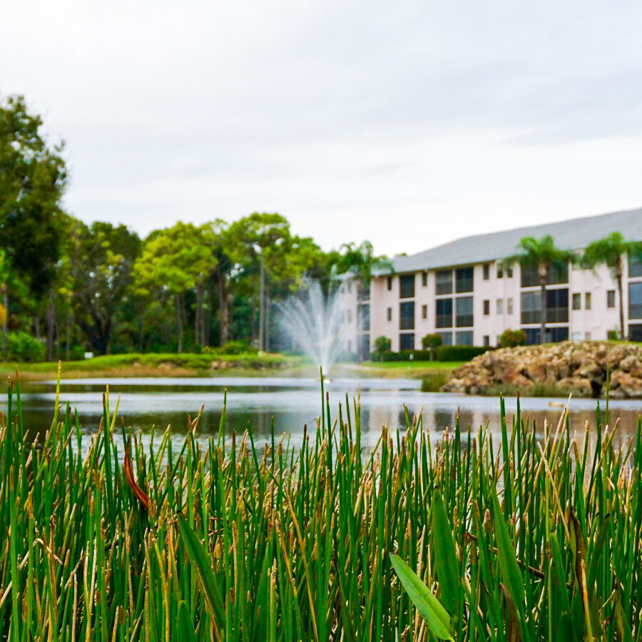 shoreline lake management