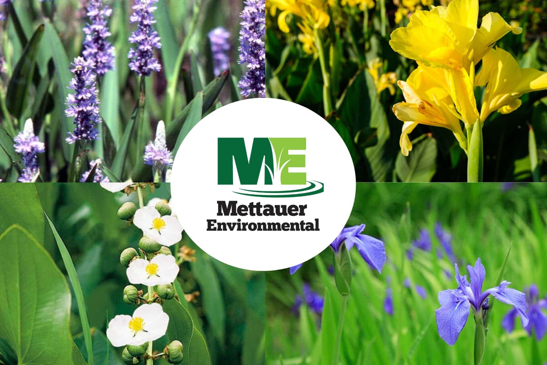 Mettauer Environmental logo with emergent plants