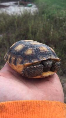Gopher-Tortoise-Removal-04