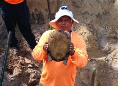 Gopher-Tortoise-Removal-05