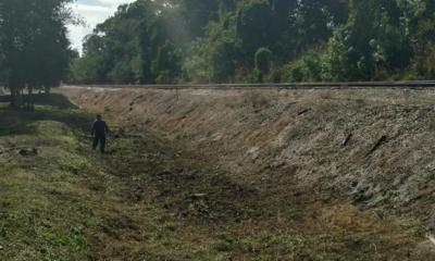 gallery exotic vegetation 04